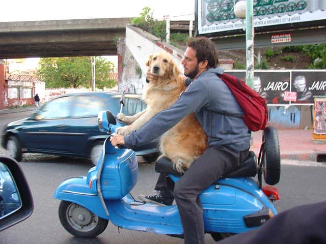 Canino motorizado