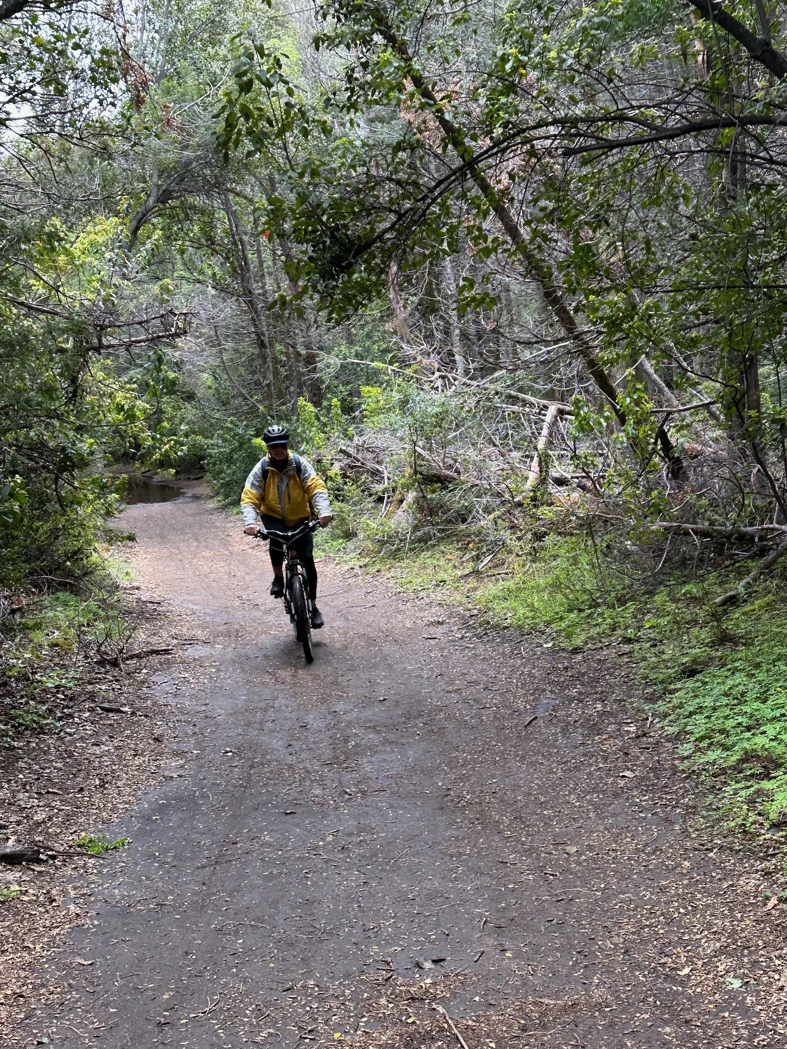 Papá pedaleando en el bosque de Arrayanes
