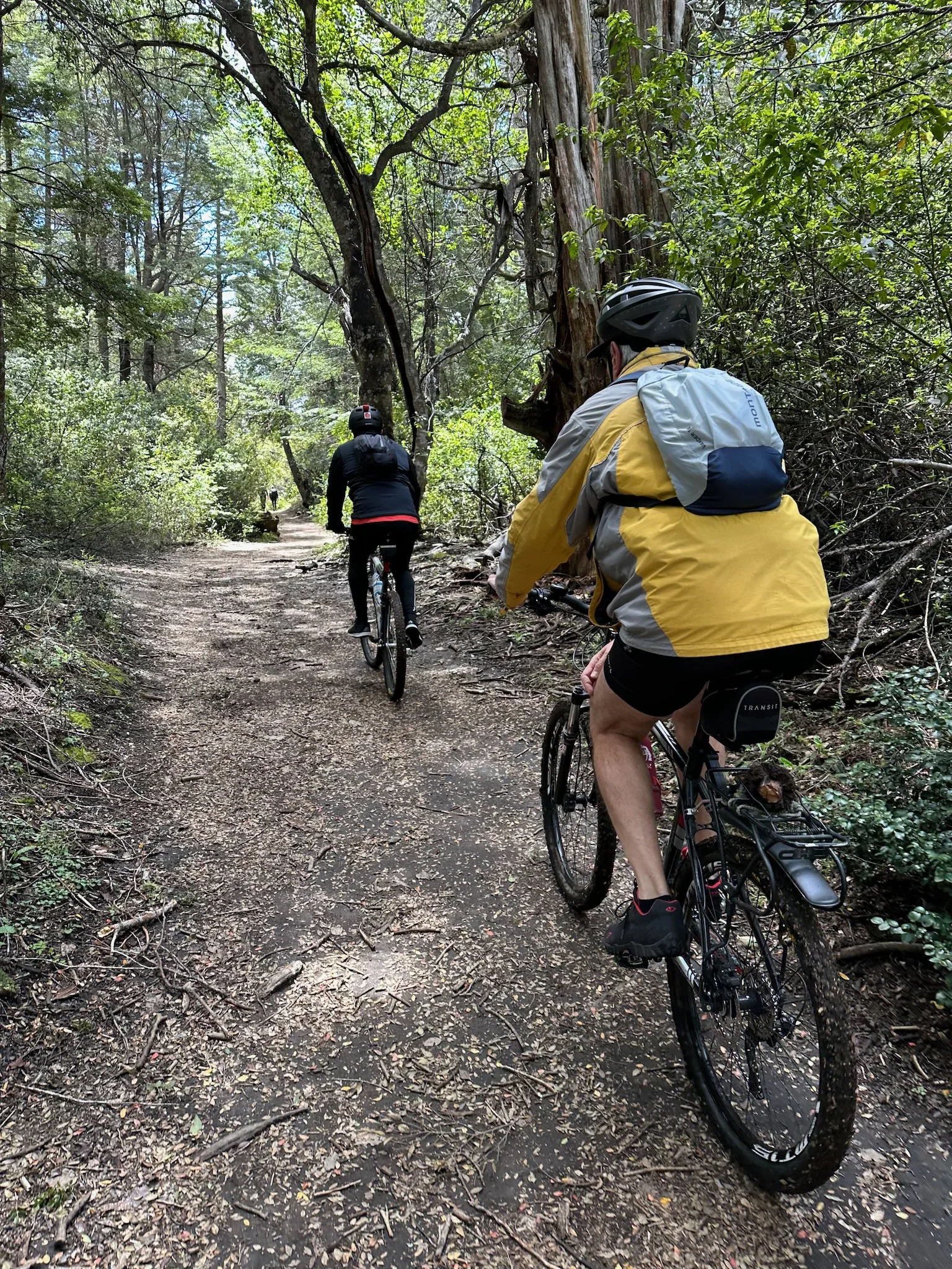 Papá y yo pedaleando en el bosque de Arrayanes
