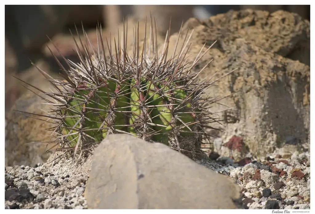Cactus del Jardín Botánico, México DF