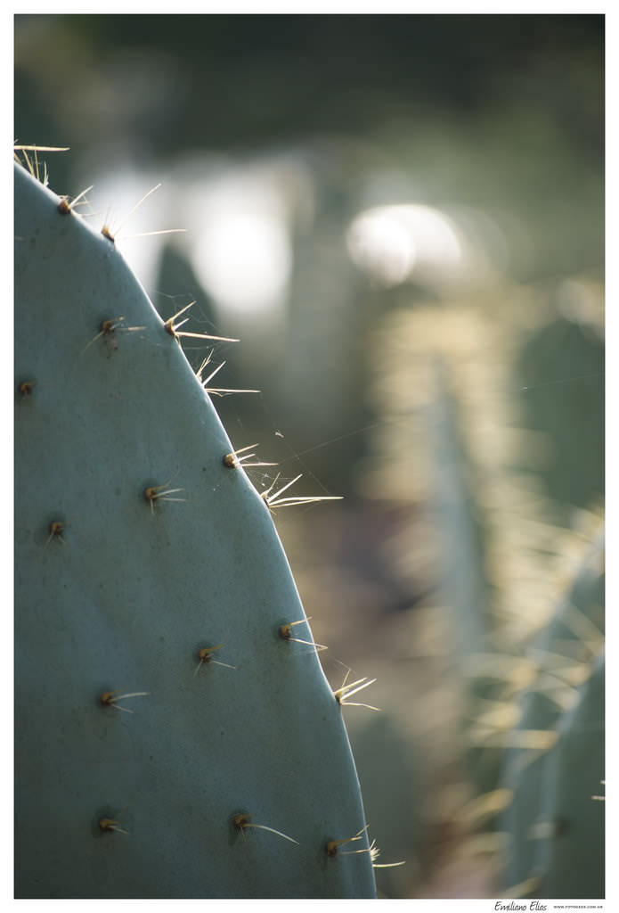 Cactus del Jardín Botánico, México DF